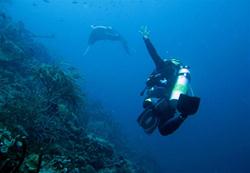 Bonaire Diving Holiday